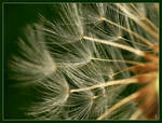 dandelion time ..... by grandma-S