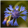 cornflower...center