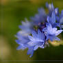 cornflower...blue beauty