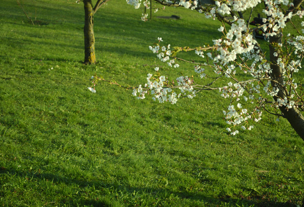 Green blossom