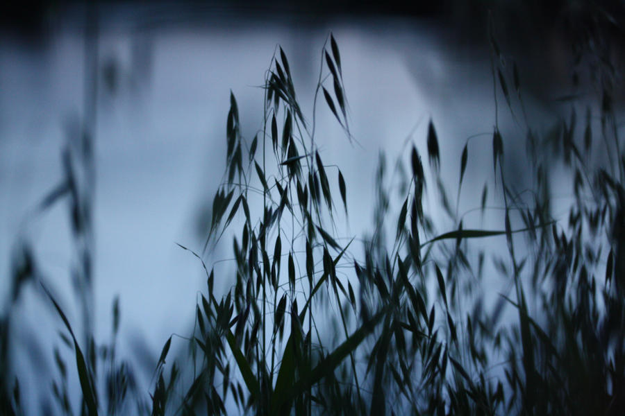 In the grass