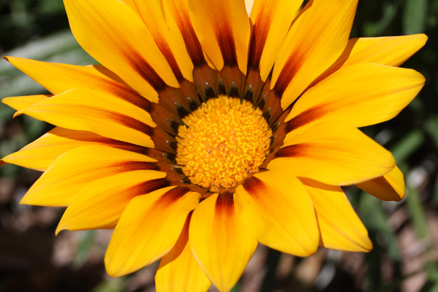 Yellow Flower