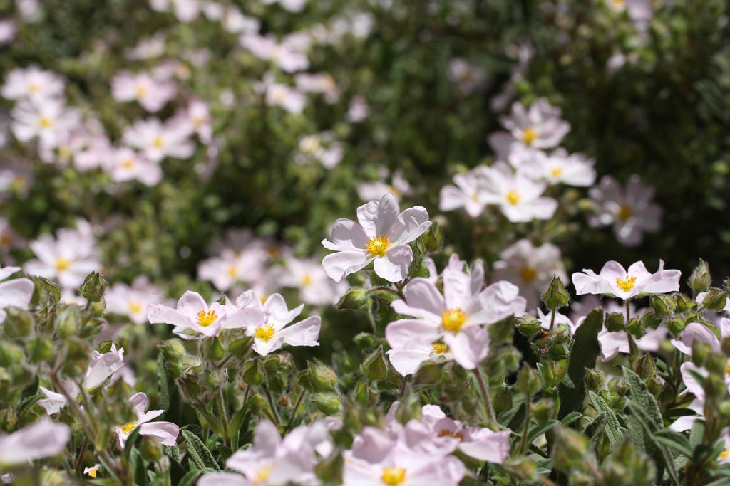 Field of Flowers