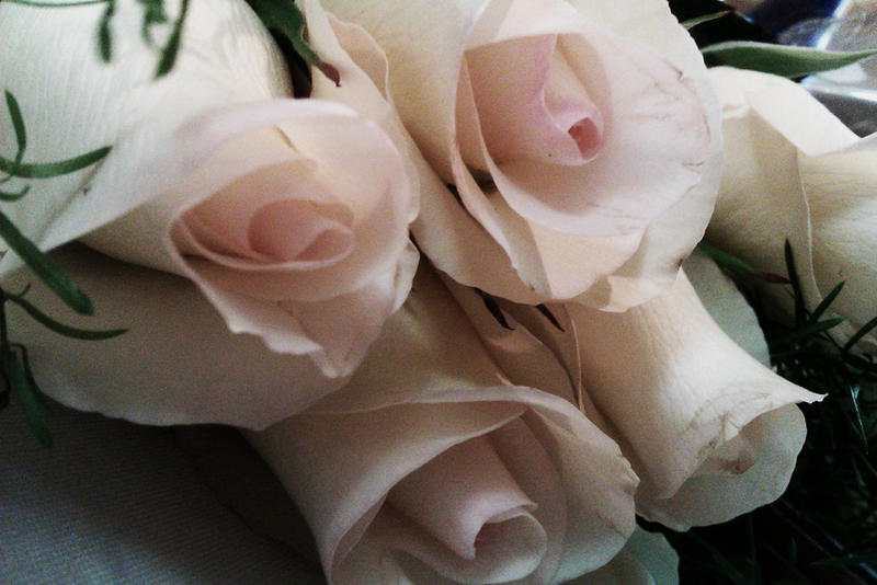 Too Poor Roses Our poor white roses by Dyingdiver on DeviantArt