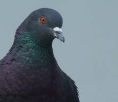 Pigeon