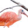 pink ibis