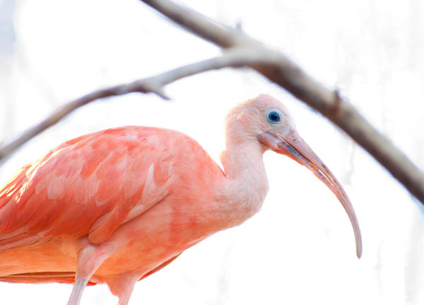 Ping Ibis pink ibis by LadyDyme on DeviantArt