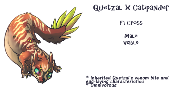 Quetzal x Catipander F1 Cross