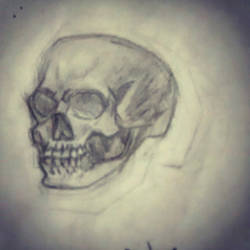 Skull sketch