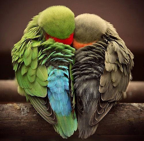 Love Birds by KoalaPal on DeviantArt