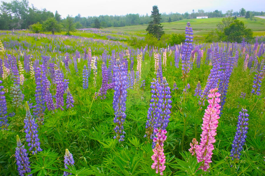 Wild Flowers, Nova Scotia