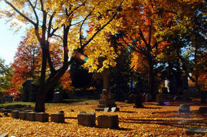 Lens Flare in Cemetary