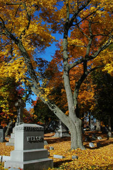 Tree and Grave