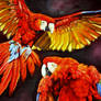 Scarlet Macaws