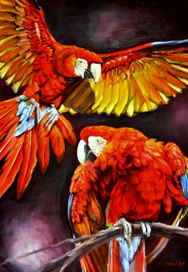 Scarlet Macaws by veracauwenberghs