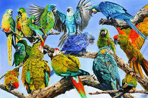 Endangered macaws