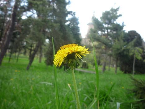 another dandelion
