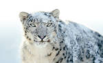 Snow Leopard by FledMorphine