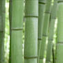 Bamboo