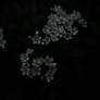 White flowers in the dark 02
