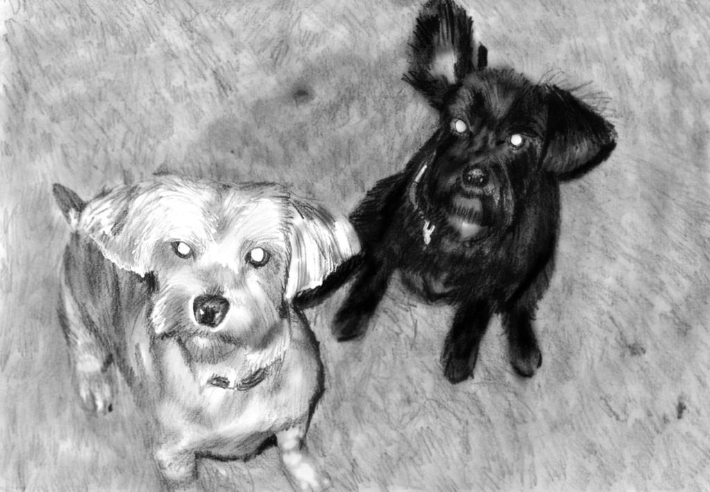 Request- Pets by NoRuLLa
