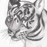 Panthera tigris