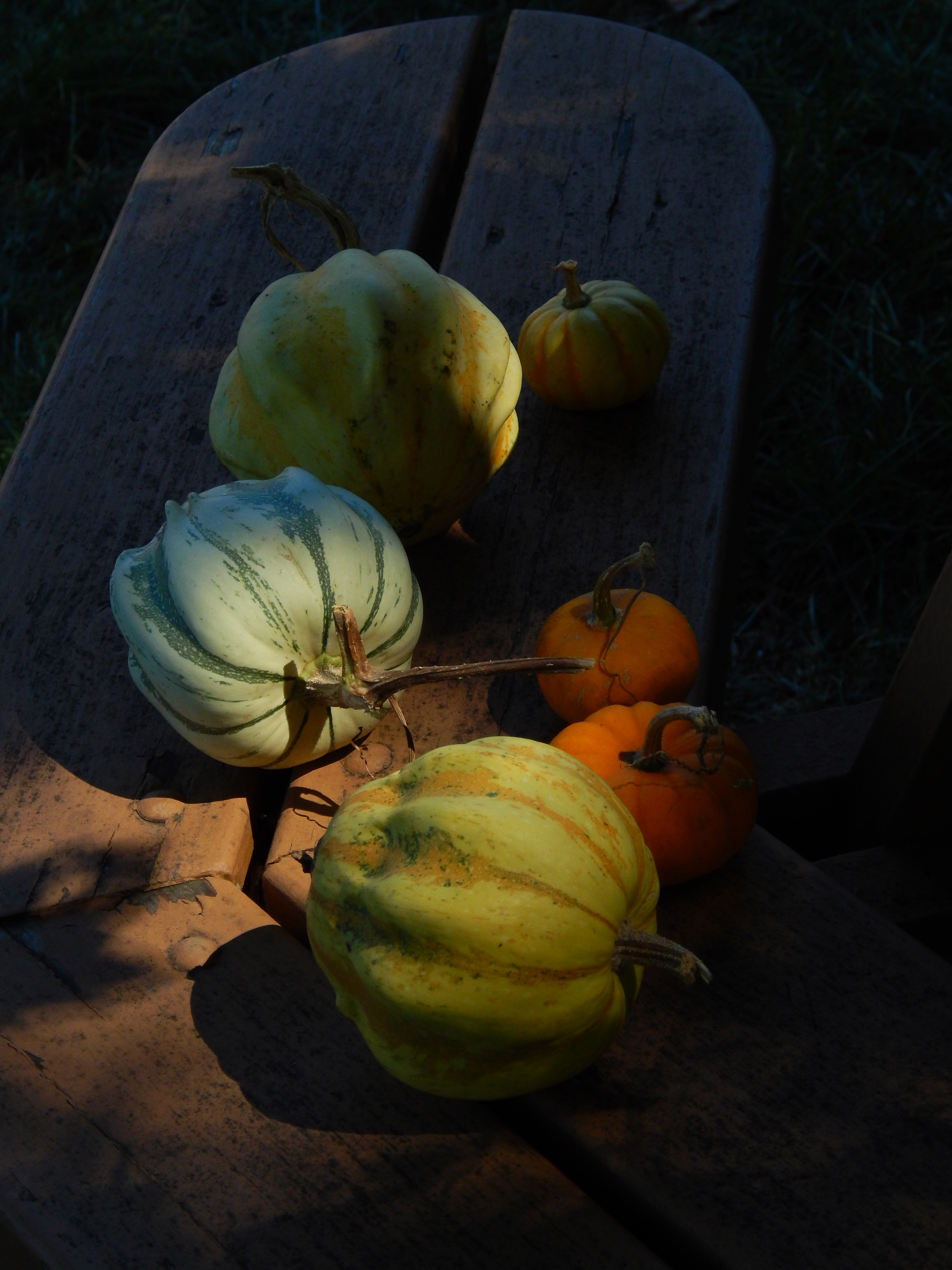 Gourds on a Picnic Table Bench