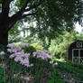 A Shed and Flowers