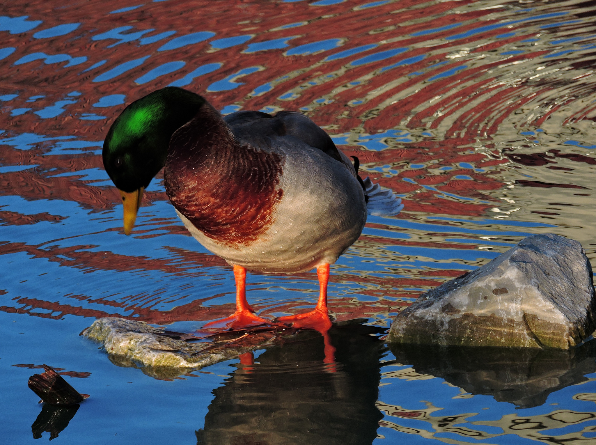 Duck Standing On a Rock