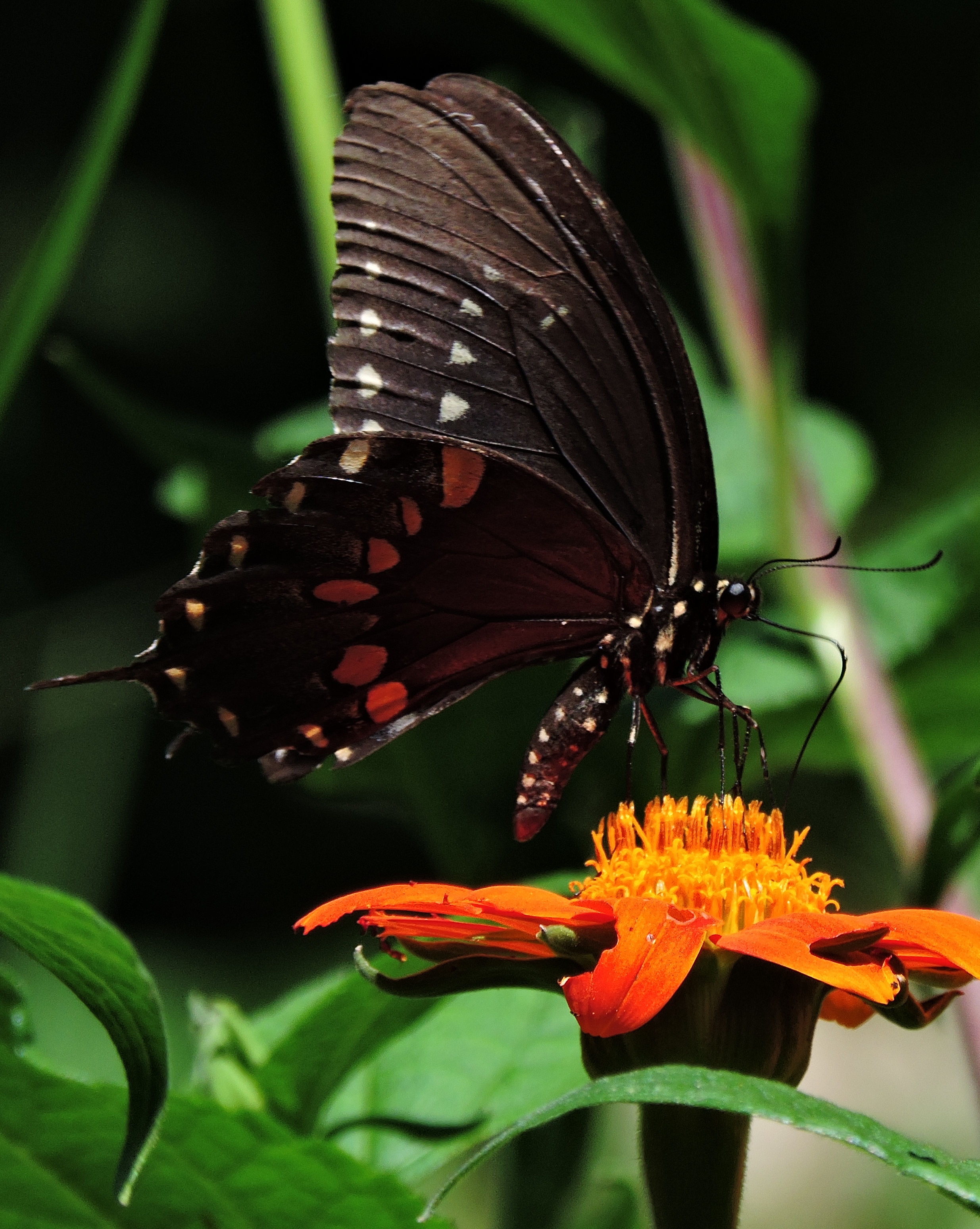 Beautiful Dark Butterfly