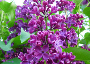 The Persian lilac