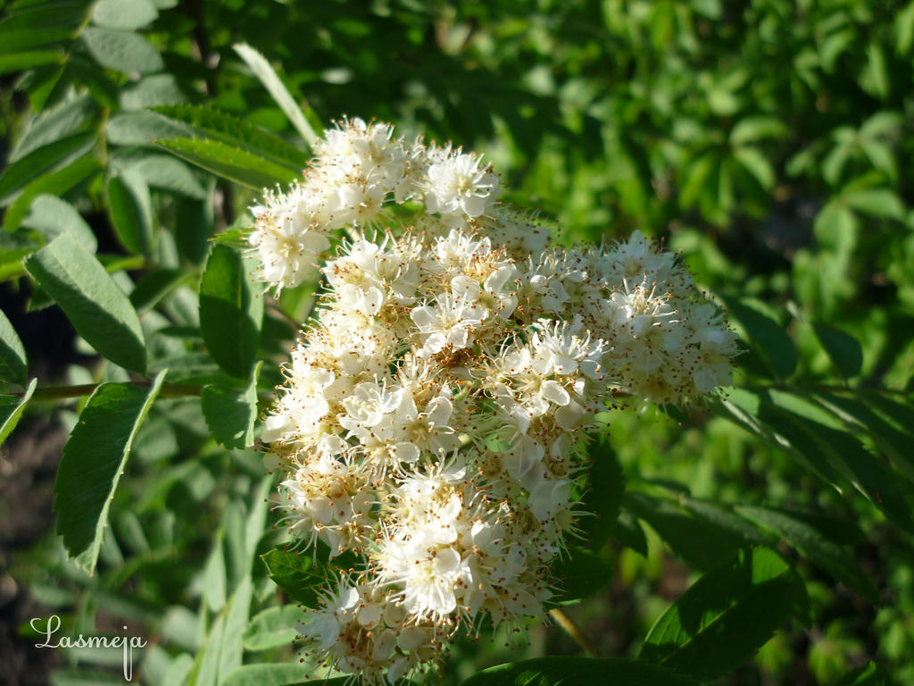 Rowan in bloom