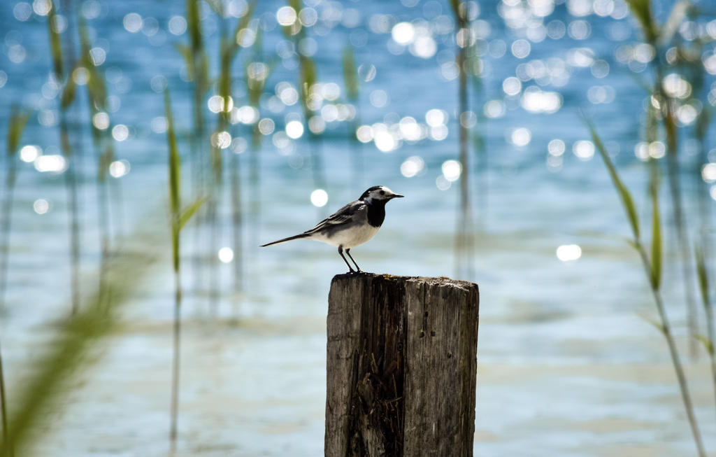 Wagtail by the lake