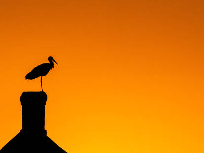 A Stork on a Chimney