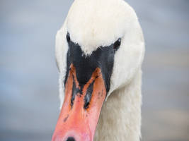 Hissy The Swan