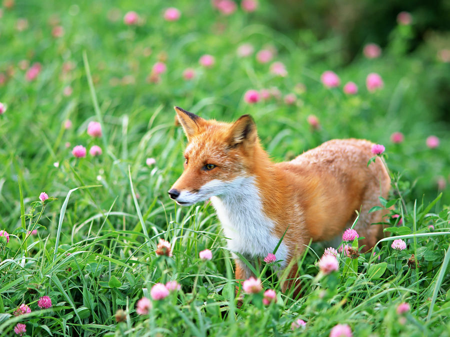 Flower foxes