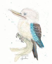 Kookaburra