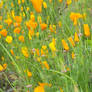 California Poppies