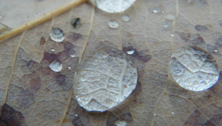 Leaf Droplets