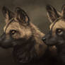 African wild dog