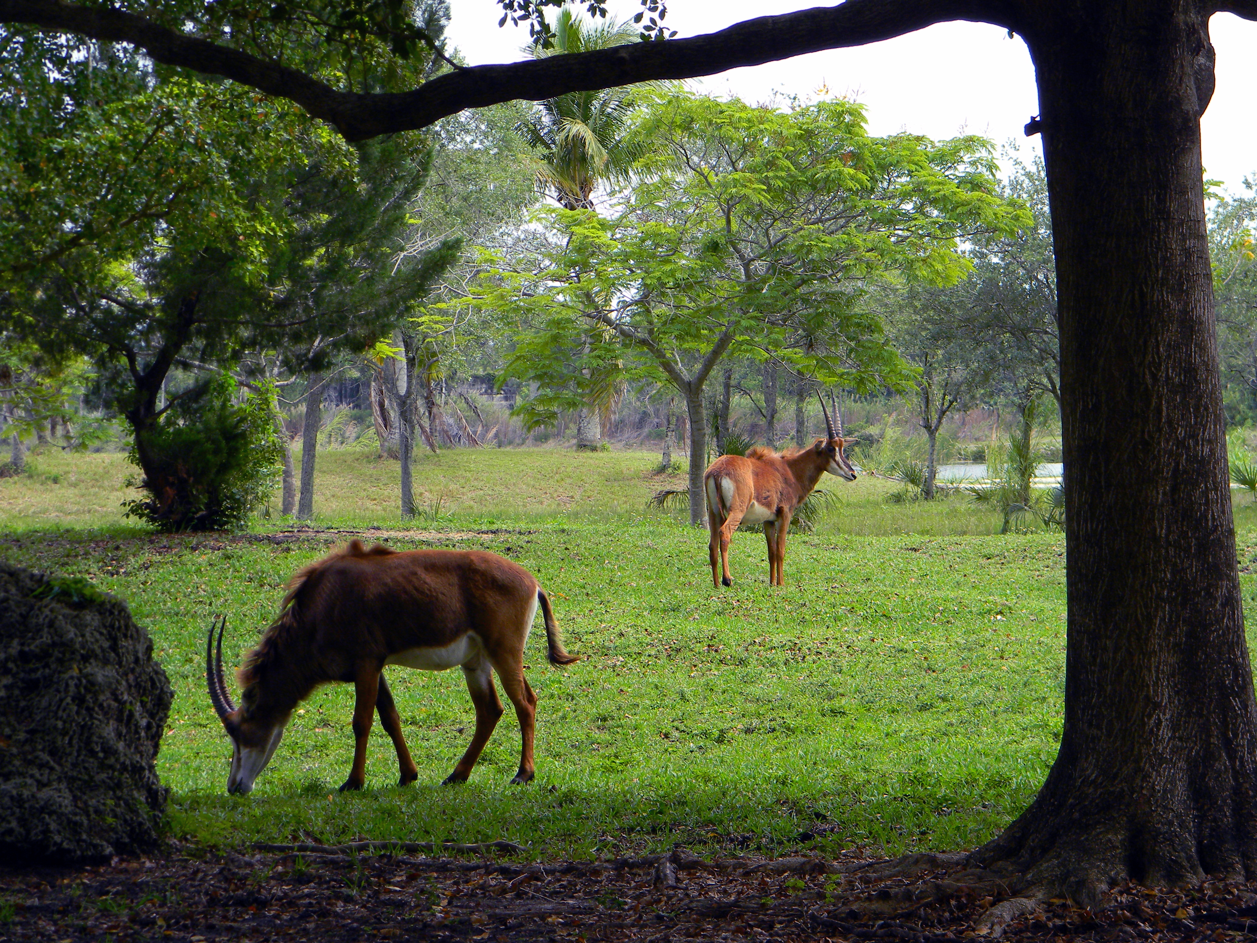 Trip To Miami Metro Zoo