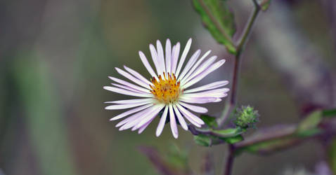 Lone Flower