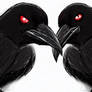 The Ravens from the Birds