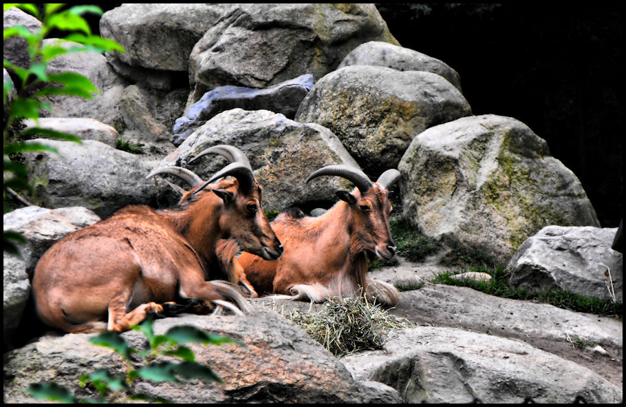 Aoudad