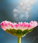 Rebirth by JenFruzz Rebirth by JenFruzz