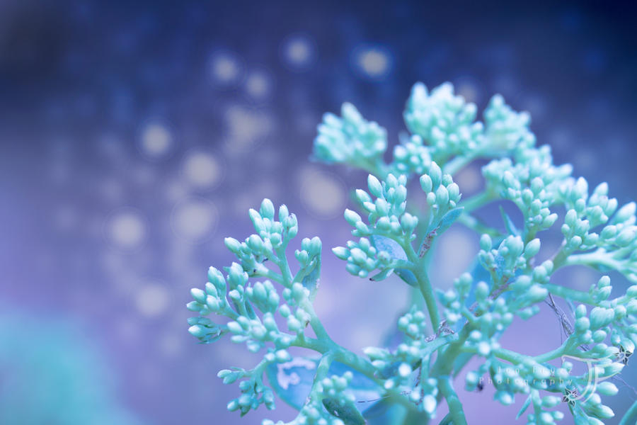 Summer Frost
