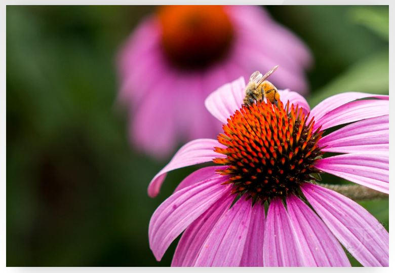 Actual header image by JenFruzz Actual header image by JenFruzz