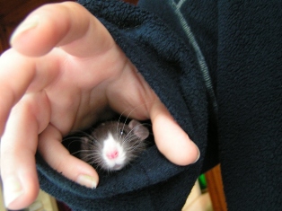 with a rat in my sleeve