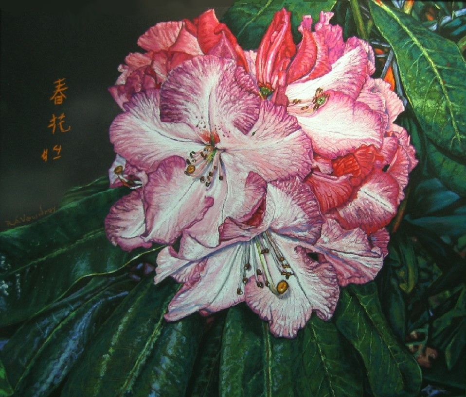 Spring Rhododendron 4