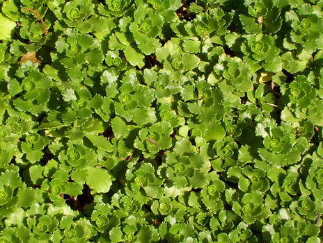 Groundcover